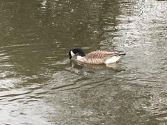 Branta canadensis