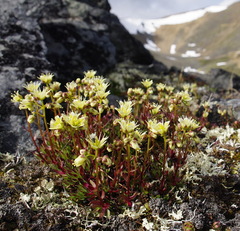 Saxifraga bronchialis funstonii