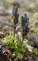 Gentiana glauca