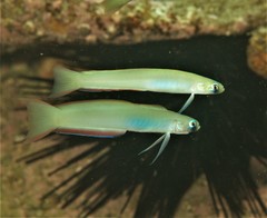 Ptereleotris monoptera