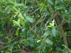 Syzygium nervosum