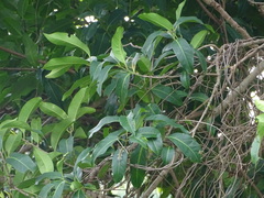 Syzygium nervosum