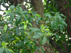 Syzygium nervosum