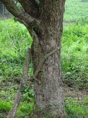 Syzygium nervosum