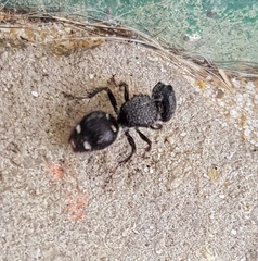 Ephutomorpha macracantha