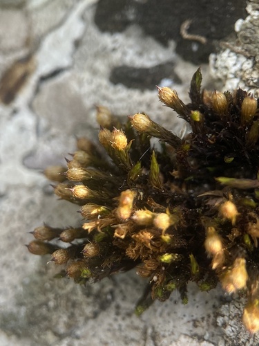 Image of Orthotrichum cupulatum by (c) Thomas Dreux, some rights reserved (CC BY)