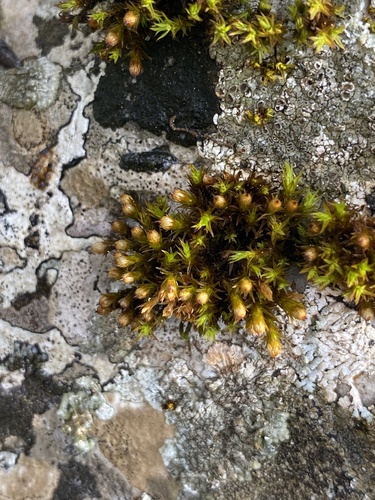 Image of Orthotrichum cupulatum by (c) Thomas Dreux, some rights reserved (CC BY)