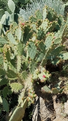 Opuntia elatior