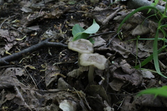 Entoloma clypeatum