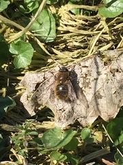Tachina ursina
