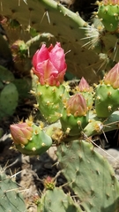 Opuntia elatior