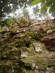 Tridactyle tricuspis