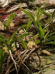 Tridactyle tricuspis