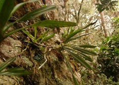 Tridactyle tricuspis