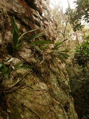 Tridactyle tricuspis