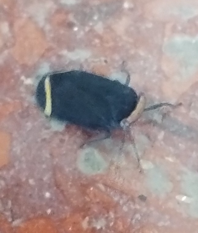 Acmonia amoena