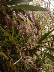 Tridactyle tricuspis