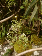 Crassula sarcocaulis