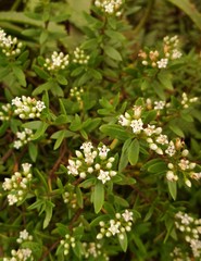 Crassula sarcocaulis