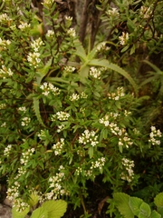 Crassula sarcocaulis