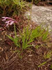 Radinosiphon leptostachya