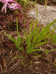 Radinosiphon leptostachya