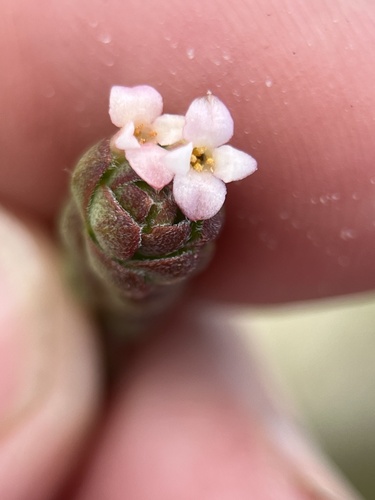 Image of Gnidia spicata by (c) Charleen Brunke, some rights reserved (CC BY)