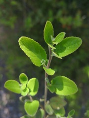 Azara dentata