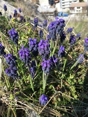 Muscari