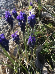 Muscari