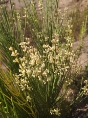 Retanilla ephedra