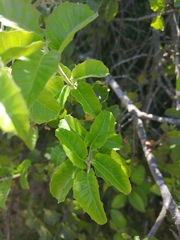 Schinus latifolia