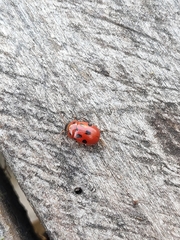 Gonioctena fornicata