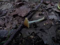 Inocybe mixtilis