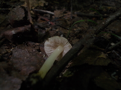 Inocybe mixtilis