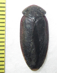 Derocalymma