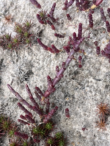 Image of Salicornia natalensis by (c) Charleen Brunke, some rights reserved (CC BY)