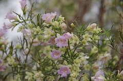 Eremophila sturtii