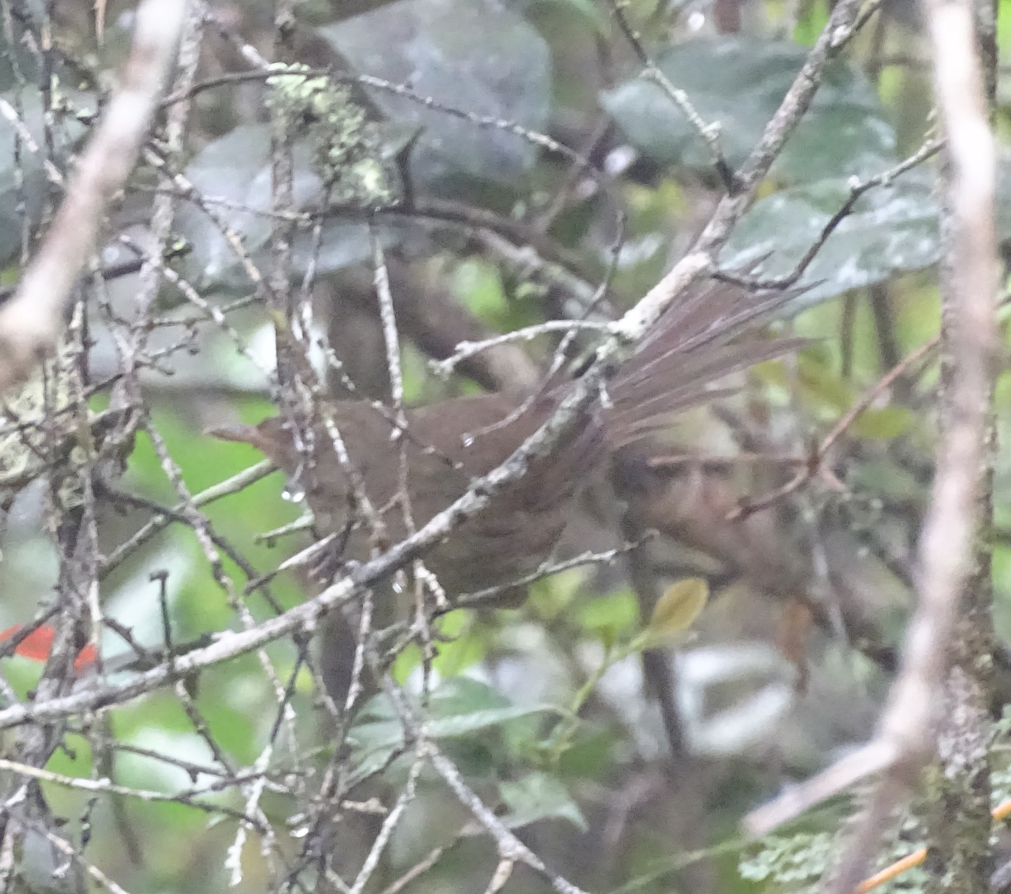 Malagasy Brush Warbler (Nesillas typica), photo 5