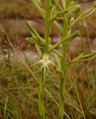 Habenaria nyikana
