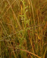 Habenaria filicornis
