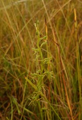 Habenaria filicornis