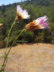 Plectocephalus chilensis