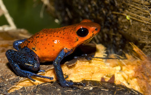 Strawberry Dart Frog  Smithsonian Institution