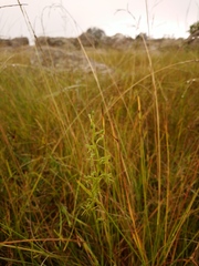Habenaria filicornis