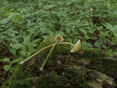 Mycena viridimarginata