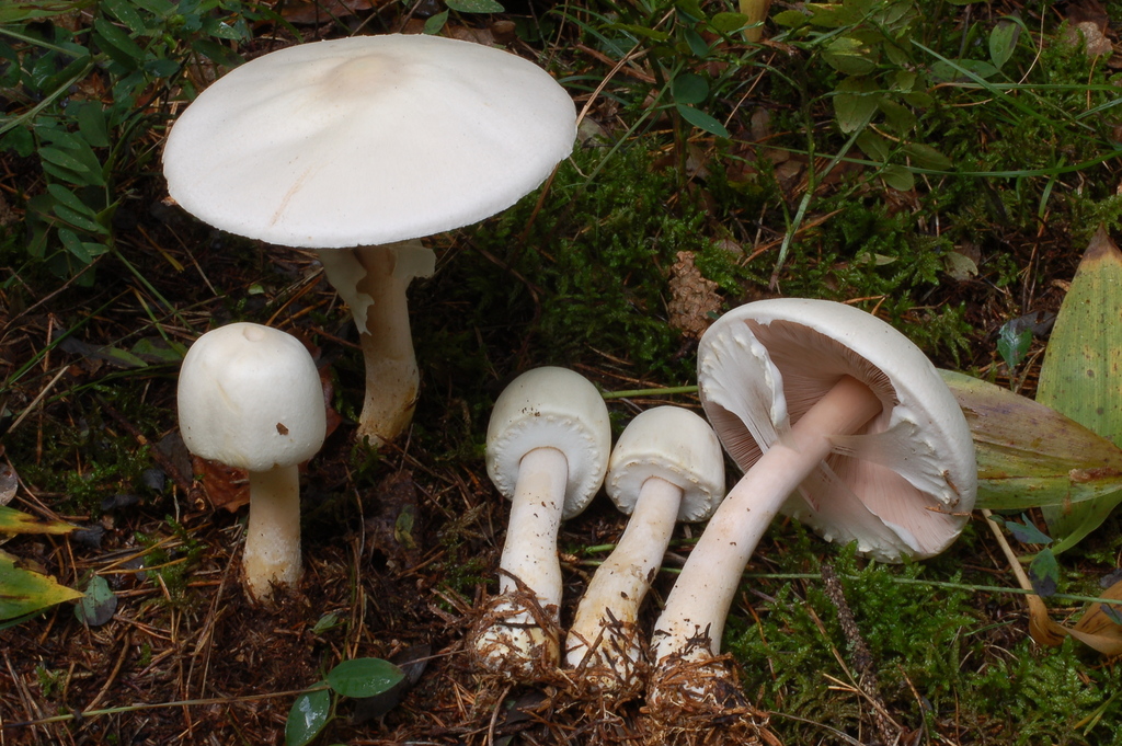 Agaricus greuteri
