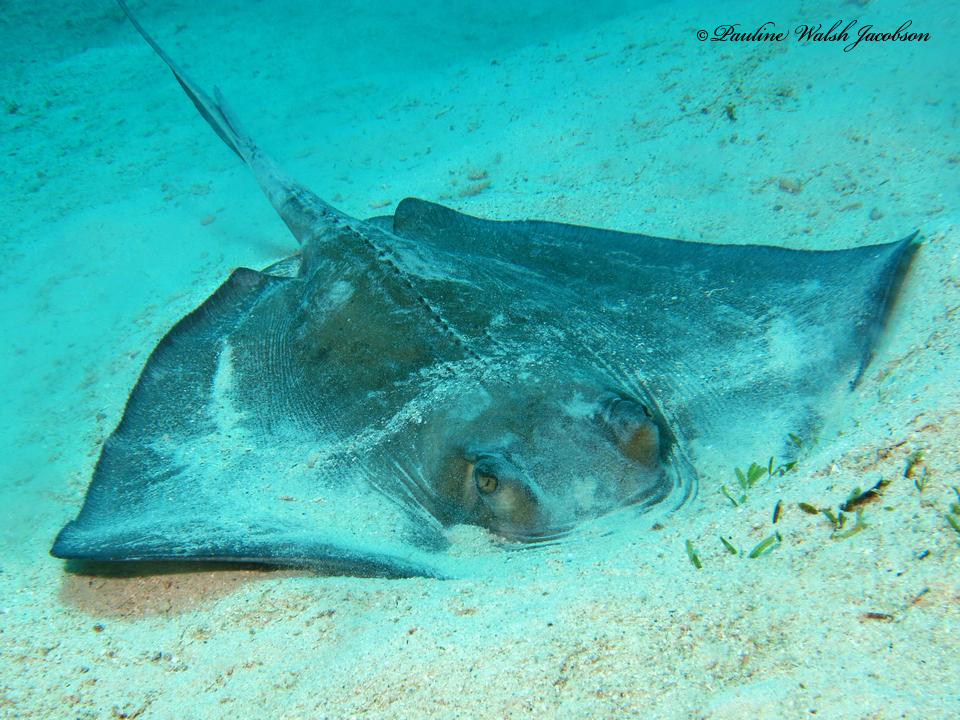 Southern stingray resting on white sand, St John, US Virgin Islands
