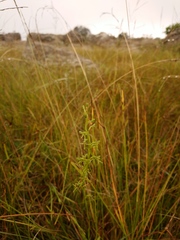 Habenaria filicornis