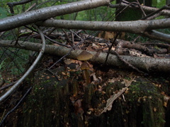 Mycena viridimarginata